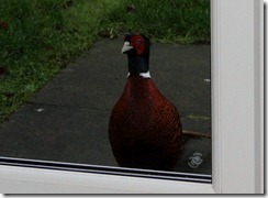 Pheasant at the door of Quaver Cottage